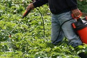 Les pesticides sont des poisons